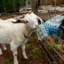 Load image into Gallery viewer, Goat Solmate Socks