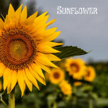 Load image into Gallery viewer, Honeybee Sunflower Garden Seed