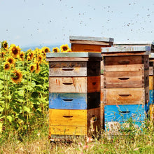 Load image into Gallery viewer, Honeybee Sunflower Garden Seed