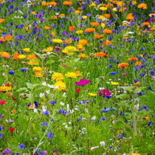 Load image into Gallery viewer, Wildflower Seeds "Honeybee Mix" 1 oz