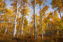 Load image into Gallery viewer, Quaking Aspen | Seed Grow Kit