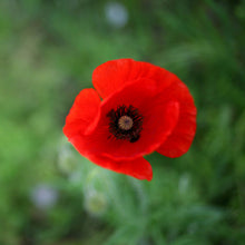 Load image into Gallery viewer, Red Poppy | Flower Seed Grow Kit