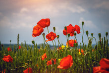 Load image into Gallery viewer, Red Poppy | Flower Seed Grow Kit