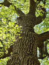 Load image into Gallery viewer, Tulip Poplar | Seed Grow Kit