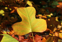 Load image into Gallery viewer, Tulip Poplar | Seed Grow Kit