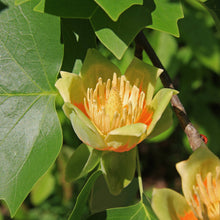 Load image into Gallery viewer, Tulip Poplar | Seed Grow Kit