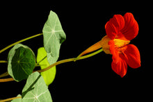 Load image into Gallery viewer, Nasturtium | Flower Seed Grow Kit