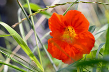Load image into Gallery viewer, Nasturtium | Flower Seed Grow Kit