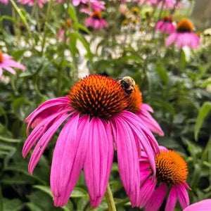 Honeybee Garden Wildflower Seeds