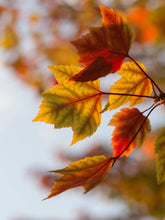 Load image into Gallery viewer, Red Maple | Seed Grow Kit