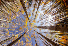 Load image into Gallery viewer, Quaking Aspen | Seed Grow Kit