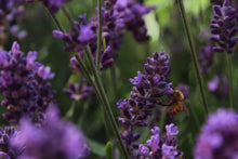 Load image into Gallery viewer, Lavender | Flower Seed Grow Kit