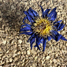 Load image into Gallery viewer, Blue Lotus Whole Flower 6-Pack Sachet Set | 3.5" x 4.75"