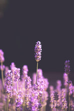Load image into Gallery viewer, Lavender | Flower Seed Grow Kit