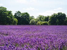 Load image into Gallery viewer, Lavender | Flower Seed Grow Kit
