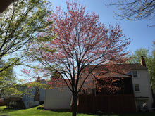 Load image into Gallery viewer, Red Maple | Seed Grow Kit