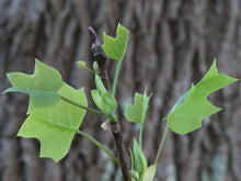 Load image into Gallery viewer, Tulip Poplar | Seed Grow Kit