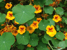Load image into Gallery viewer, Nasturtium | Flower Seed Grow Kit