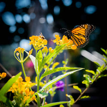 Load image into Gallery viewer, Pollinator's Delight | Flower Seed Grow Kit