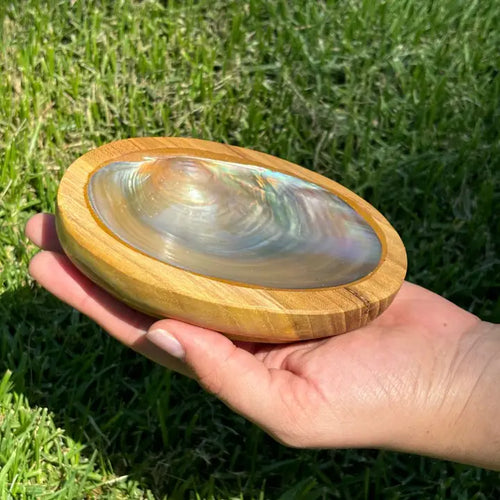 Abalone Shell in Wooden Bowl