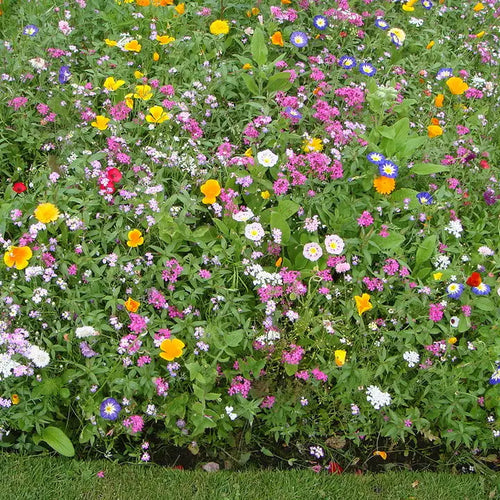 Wildflower Seeds 