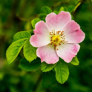 Rocky Mountain Rose Water