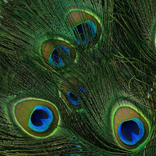 Load image into Gallery viewer, Peacock Feather 18" - 20" (Pack of 1)