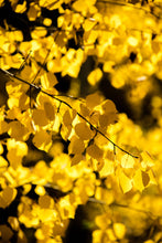 Load image into Gallery viewer, Quaking Aspen | Seed Grow Kit