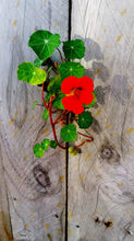 Load image into Gallery viewer, Nasturtium | Flower Seed Grow Kit