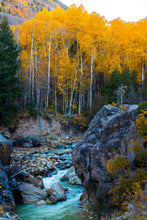 Load image into Gallery viewer, Quaking Aspen | Seed Grow Kit