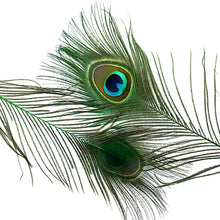 Load image into Gallery viewer, Peacock Feather 18" - 20" (Pack of 1)