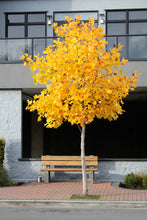 Load image into Gallery viewer, Tulip Poplar | Seed Grow Kit