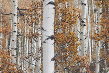 Load image into Gallery viewer, Quaking Aspen | Seed Grow Kit