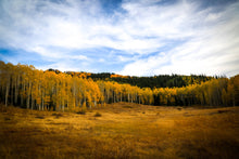 Load image into Gallery viewer, Quaking Aspen | Seed Grow Kit