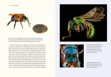 Load image into Gallery viewer, Our Native Bees